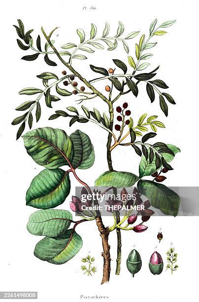 1846 pistazienpflanze – antike französische botanische platte - pistazie stock-grafiken, -clipart, -cartoons und -symbole