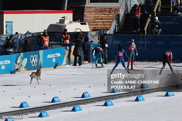 Wolfdog wanders on the ski trail during the women's team cross country free sprint qualification event of the Milano Cortina 2026 Winter Olympic...