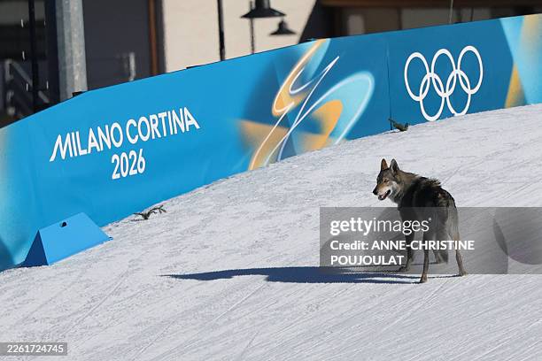 Wolfdog wanders on the ski trail during the women's team cross country free sprint qualification event of the Milano Cortina 2026 Winter Olympic...