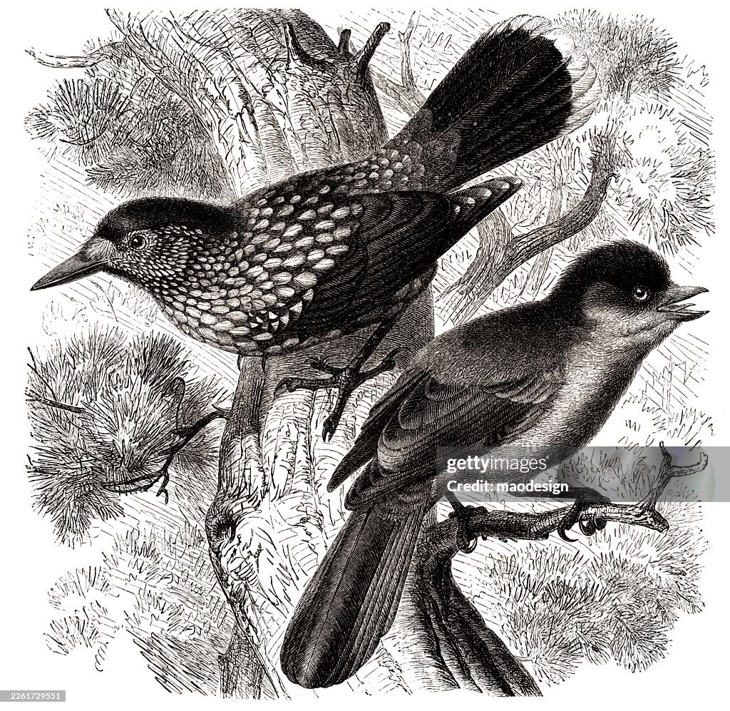 Spotted Nutcracker (Nucifraga caryocatactes) — 1890 Antique Engraving