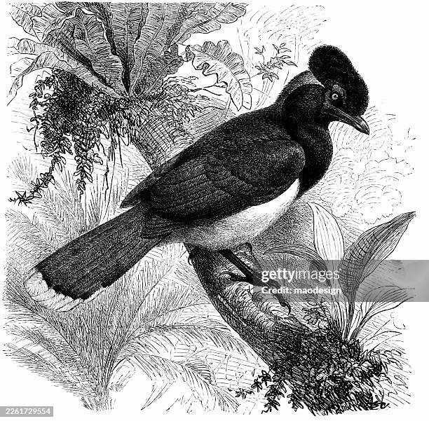 white-throated magpie-jay (calocitta formosa) — 1890 vintage nature illustration - black throated magpie jay stock illustrations