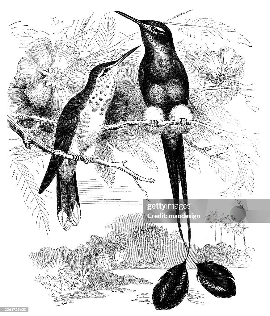 Booted Racket-tail (Ocreatus underwoodii) — 1890 Historical Engraving