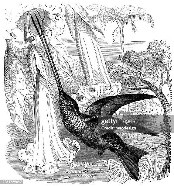 sword-billed hummingbird (ensifera ensifera) — 1890 antique nature illustration - sword billed hummingbird stock illustrations
