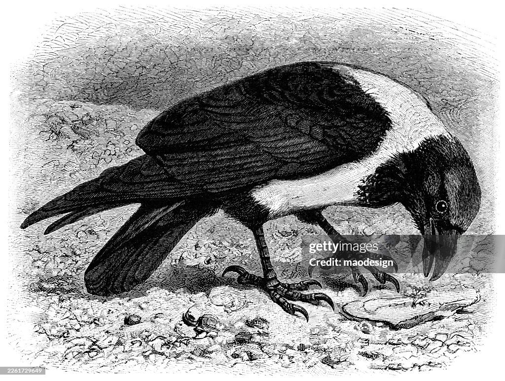 Hooded Crow (Corvus cornix) — 1890 Historical Engraving