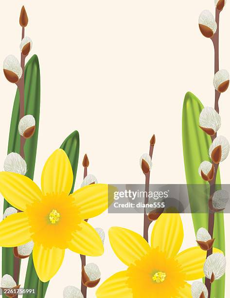 colourful spring flowers background with daffodils and pussy willows - daffodil stock illustrations