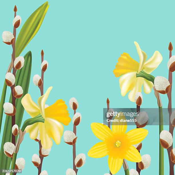colourful spring flowers background with daffodils and pussy willows - daffodil stock illustrations