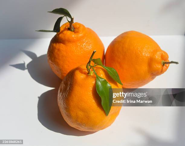 sumo orange dekopon orange - dekopon stock pictures, royalty-free photos & images