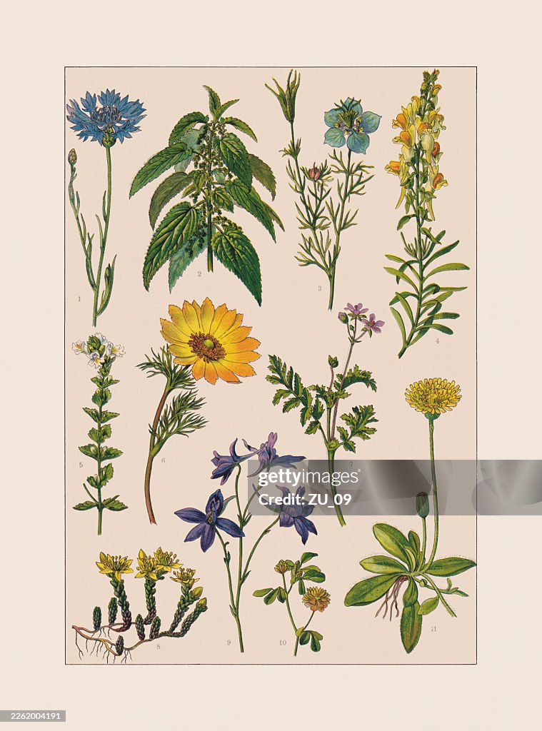 Medicinal and useful plants, chromolithograph, published ca. 1890
