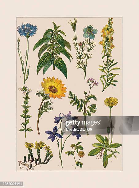 medicinal and useful plants, chromolithograph, published ca. 1890 - ranunculus stock illustrations