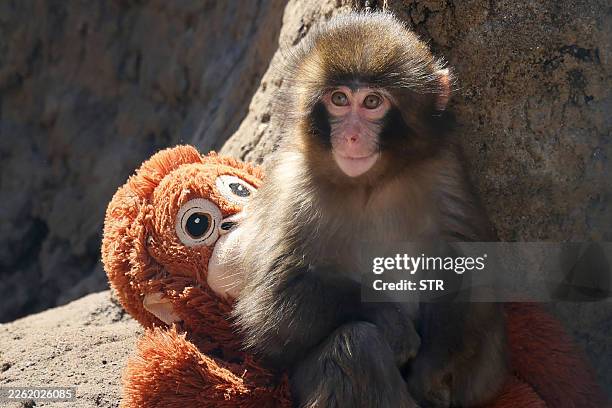This photo taken on February 19, 2026 shows a seven month-old male macaque monkey named Punch, who was abandoned by his mother shortly after birth,...