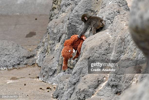 Baby monkey named 'Punch' is seen with a stuffed animal at a zoo on February 20 in north of Tokyo, Chiba Prefecture, Japan. Abandoned by his mother...