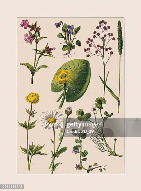 medicinal and useful plants, chromolithograph, published ca. 1890 - brandy bottle water lily stock illustrations