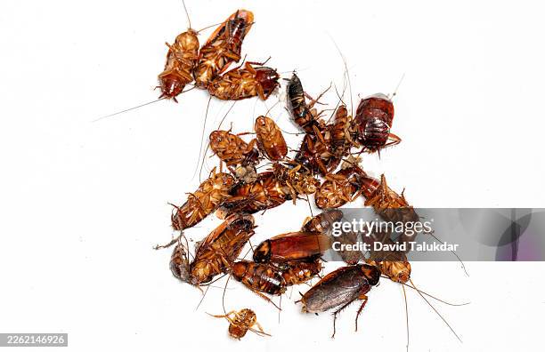 dead cockroaches on floor after pest control - cockroach stock pictures, royalty-free photos & images