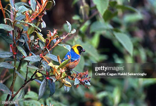 golden-collared tanager, iridosornis jelskii, in yungas, bolivia - biodiversidad fotografías e imágenes de stock