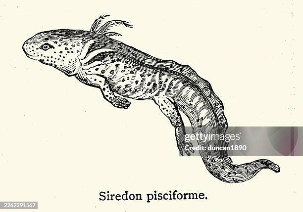 stockillustraties, clipart, cartoons en iconen met wildlife, siredon pisciforme, or mexican axolotl (ambystoma mexicanum), a neotenic salamander victorian, vintage illustration, 19th century - axolotl