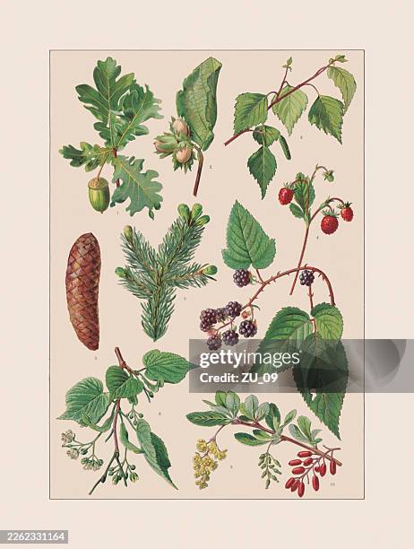 trees and shrubs, chromolithograph, published ca. 1890 - berberis vulgaris stock illustrations