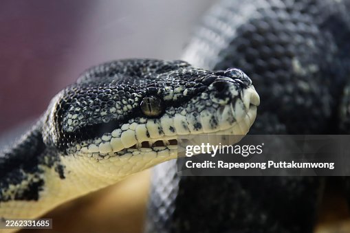 Black and Cream Carpet Python with Intricate Scale Patterns and Texture Black and Cream Carpet Python with Intricate Scale Patterns and Texture