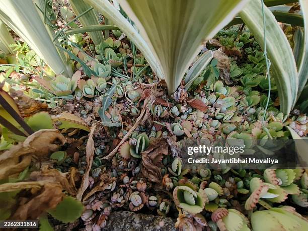 A Dense Colony of Mother of Thousands