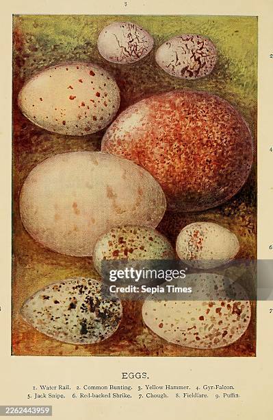 Birds' nests, eggs and egg-collecting A collection of various bird eggs displayed on a textured background, each exhibiting unique patterns and...
