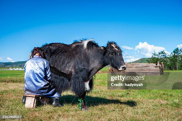 milking a yak — orkhon valley, mongolia - wild cattle stock pictures, royalty-free photos & images
