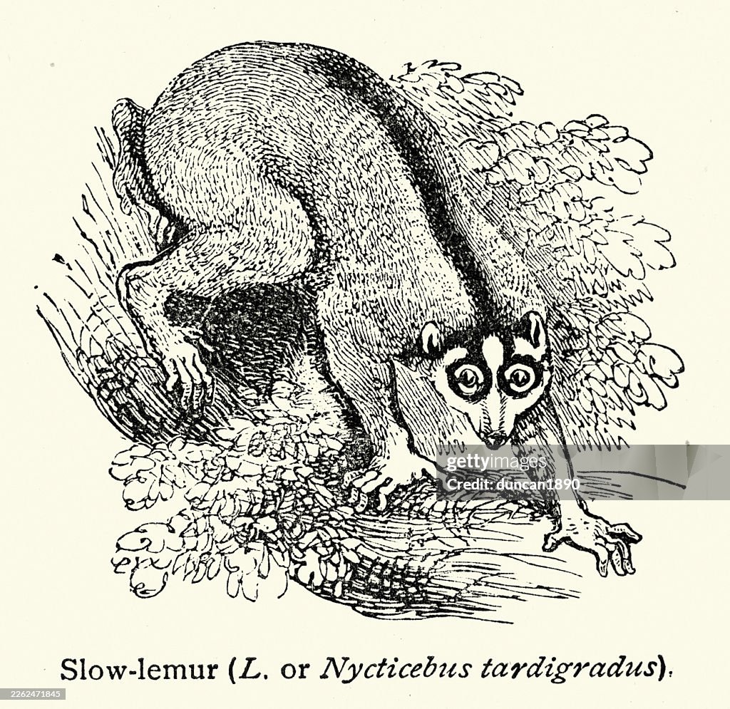Wildlife, Slow loris, Nycticebus tardigradus, Victorian, Vintage illustration, 19th Century