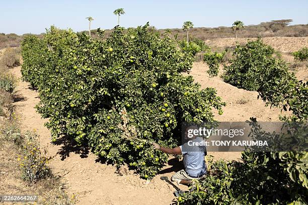 Muhummad Mohamad Ismail a farmer, tends to his plants as he carries jerrycans of water from his reservoir to irrigate his orange and papaya orchard...