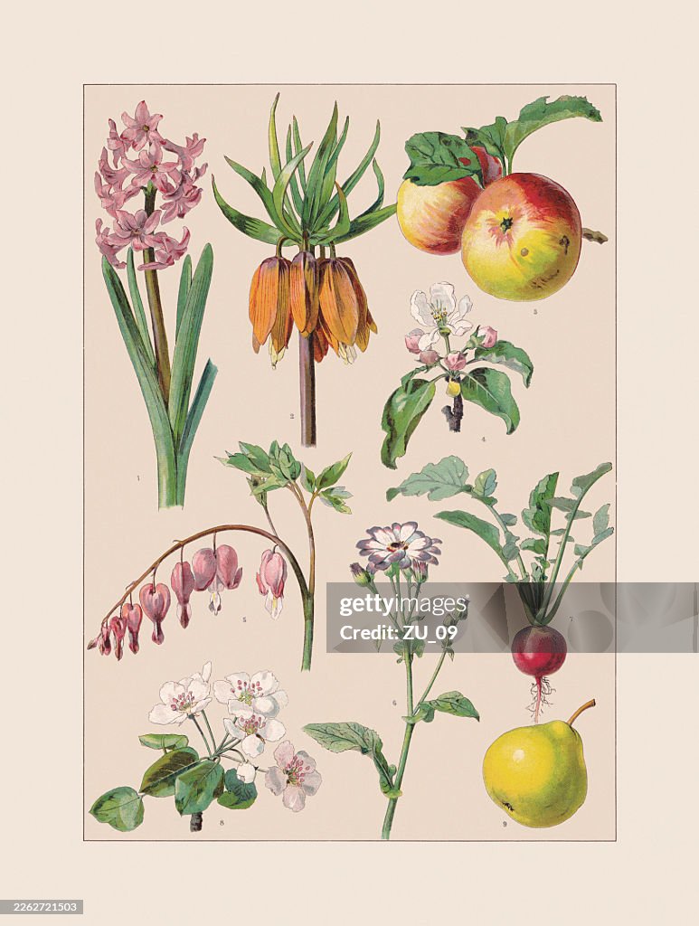 Medicinal and useful plants, chromolithograph, published ca. 1890