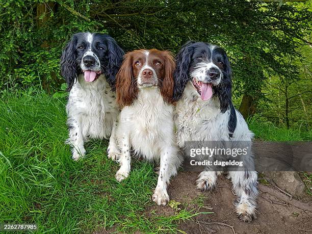 a selection box of spaniels - cocker spaniel stock pictures, royalty-free photos & images