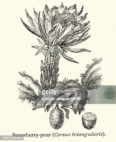 Botany, Cereus triangularis, strawberry pear, large, columnar cacti, Victorian, Vintage illustration, 19th Century Botany, Cereus triangularis, strawberry pear, large, columnar cacti, Victorian, Vintage illustration, 19th Century