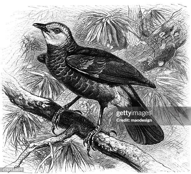 european nutcracker – nucifraga caryocatactes – 1890 victorian ornithological engraving - nutcracker stock illustrations