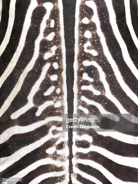 Luxury Zebra Pattern Texture Black and White Background