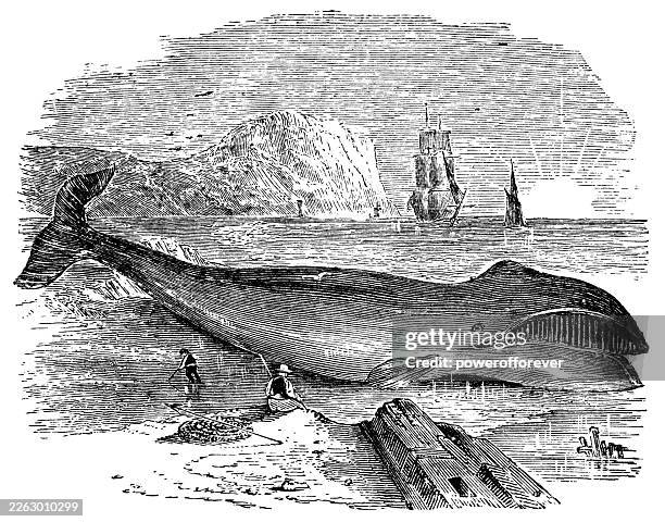 bowhead whale (balaena mysticetus) - 19th century - bowhead whale stock illustrations
