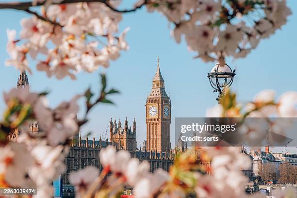 flor de cerezo de primavera enmarcando el big ben y las casas del parlamento en un soleado día de primavera en londres, inglaterra, reino unido - londres fotografías e imágenes de stock