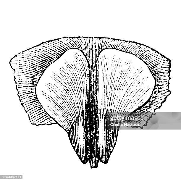 silver fir ,fruit scale together with the two seeds, viewed from the inside - pine needles stock illustrations
