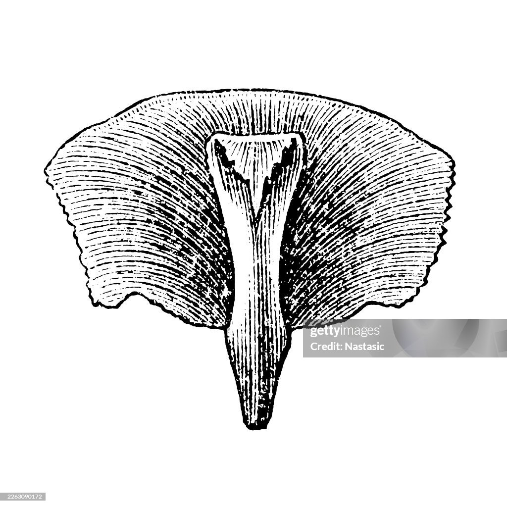 Fruit scale together with the bract (cover scale) of the Silver Fir
