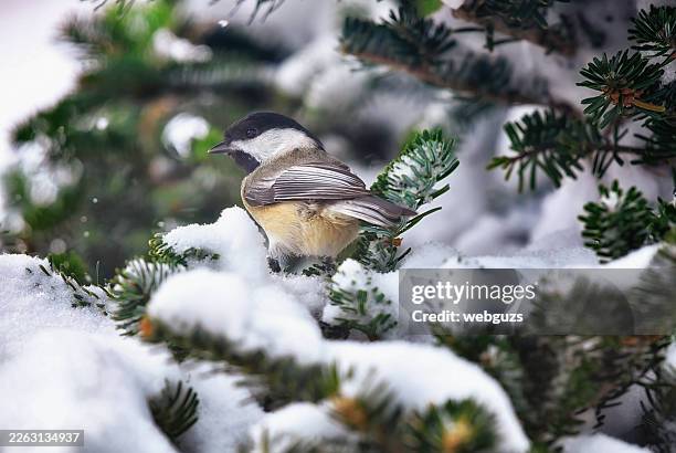 black-capped chickadee bird resting on a snow covered douglas fir tree branch - chickadee stock pictures, royalty-free photos & images