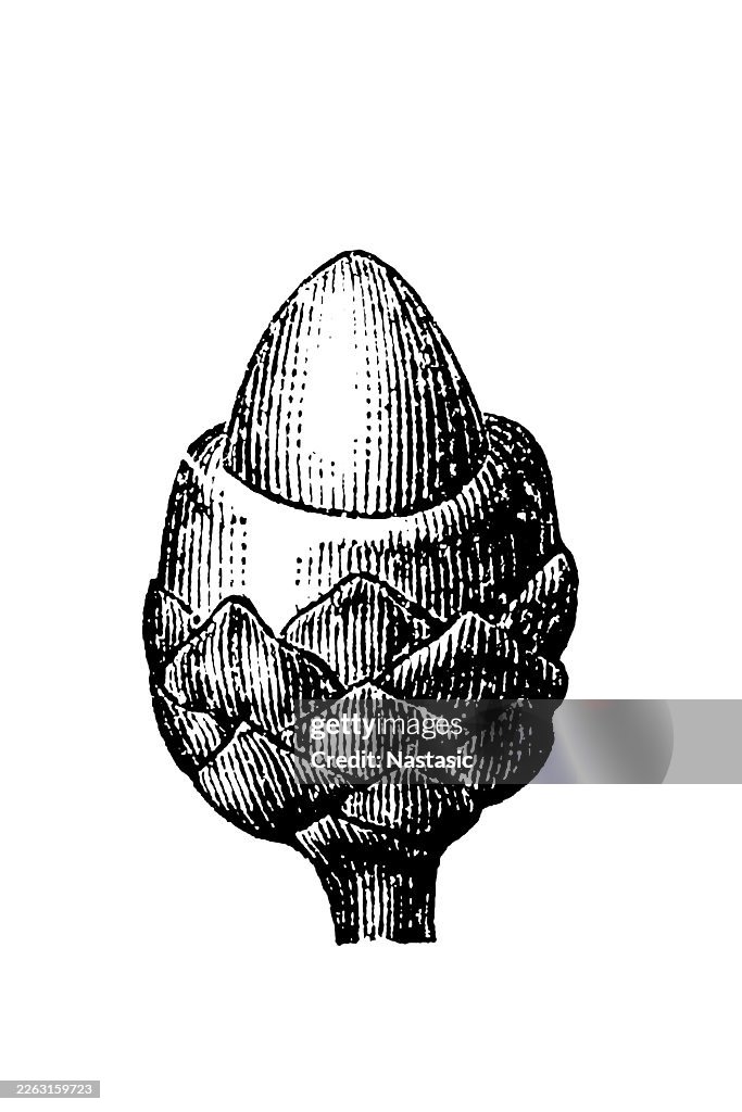 Young seed of the Yew