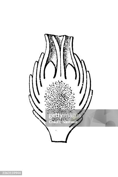 young seed of the yew - pine needles stock illustrations