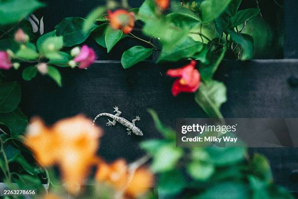 small gray gecko on dark wall surrounded by green leaves and colorful flowers. concept of tropical nature,urban wildlife, biodiversity and exotic environment. - gecko stock pictures, royalty-free photos & images