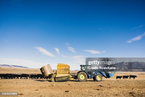 rancher drives tractor to spread hay bale for cows - beef cattle stock pictures, royalty-free photos & images