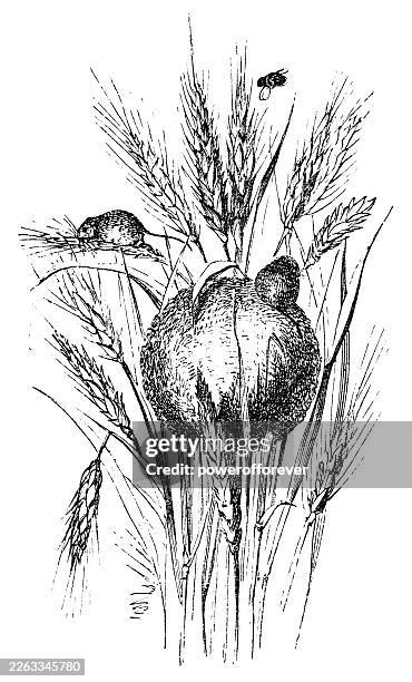 nest of a european harvest mouse (micromys minutus) - 19th century - harvest mouse stock illustrations