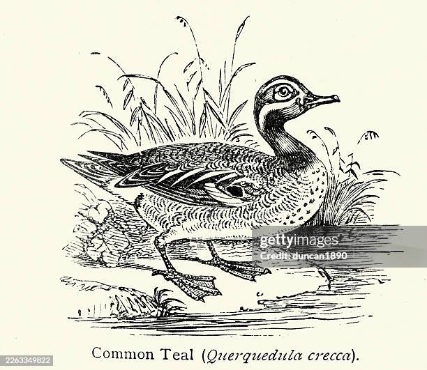 wildlife, birds, eurasian teal, common teal, or eurasian green-winged teal is a common and widespread duck , vintage illustration, 19th century - green winged teal stock illustrations