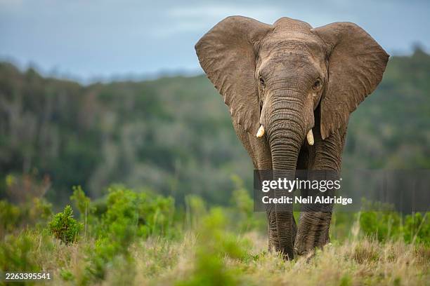 african elephant (loxodonta africana) portrait, kariega game reserve, south africa. - elephant stock pictures, royalty-free photos & images