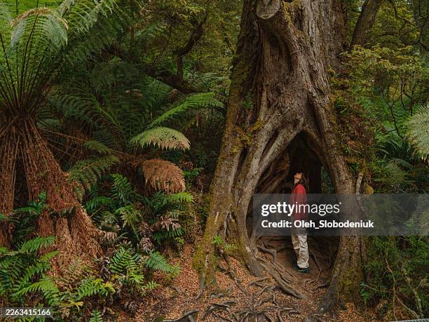 woman exploring temperate rainforest in australia - temperate rainforest stock pictures, royalty-free photos & images