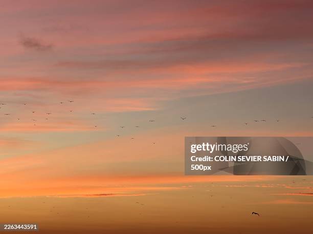 birds gracefully fly across a vibrant sunset sky, casting silhouettes against the warm, colorful clouds,united states,usa - grande gruppo di animali foto e immagini stock