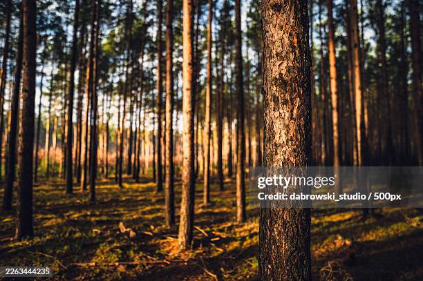 sunlight streaming through tall pine trees in a tranquil forest, creating a serene and natural landscape,poland,polska - pinède photos et images de collection