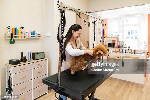 female groomer trimming toy poodle - pet shop stock pictures, royalty-free photos & images