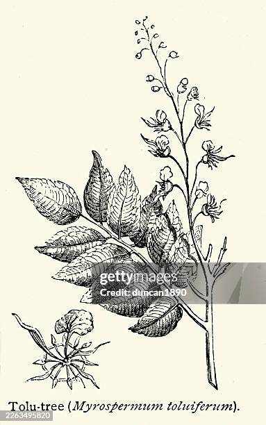 botany, tolu tree (myroxylon balsamum) a large, evergreen tree renowned for producing a fragrant, medicinal, and sweet resin known as tolu balsam, victorian, vintage illustration, 19th century - description stock illustrations