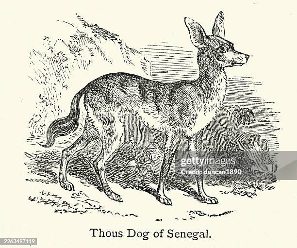 wildlife, canine, senegal thous-dog, thous senegalensis, now called african wild dog (lycaon pictus), victorian, vintage illustration, 19th century - african wild dog stock illustrations