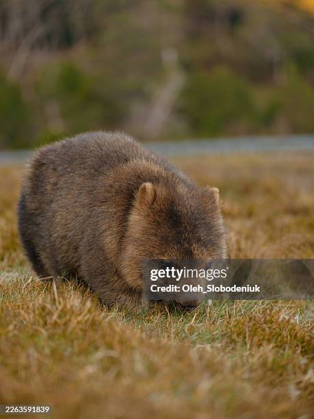 cute wombat in the wilderness in lake st clair national park near cradle mountain - marsupial stock pictures, royalty-free photos & images